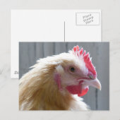 Young Buff Orpington Heritage Chicken Roo Briefkaart (Voorkant / Achterkant)