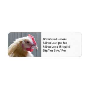 Young Buff Orpington Heritage Chicken Roo Etiket
