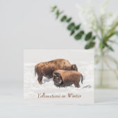 Young Buffalo of Bison met moeder in de winter Briefkaart (Staand voorkant)