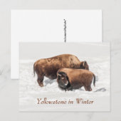 Young Buffalo of Bison met moeder in de winter Briefkaart (Voorkant / Achterkant)