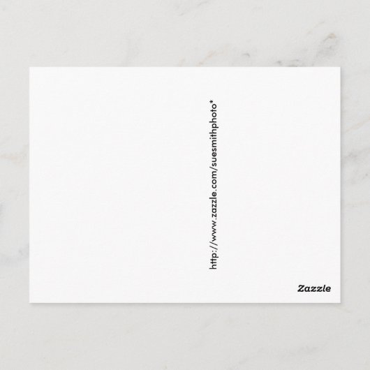 Young Buffalo of Bison met moeder in de winter Briefkaart (Achterkant)