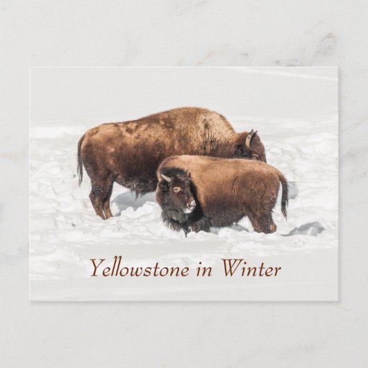 Young Buffalo of Bison met moeder in de winter Briefkaart (Voorkant)