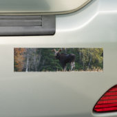 Young   bumpersticker (Op auto)