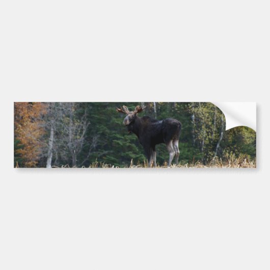 Young   bumpersticker (Voorkant)