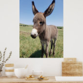 Young Burro, Custer State Park, South Dakota Poster (Keuken)
