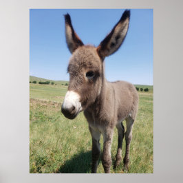 Young Burro, Custer State Park, South Dakota Poster