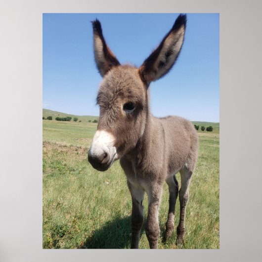 Young Burro, Custer State Park, South Dakota Poster (Voorkant)