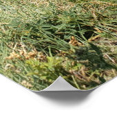 Young Burro, Custer State Park, South Dakota Poster (Hoek)