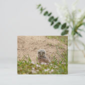 Young Burrowing Owl in Florida Briefkaart (Staand voorkant)