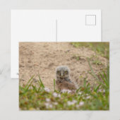 Young Burrowing Owl in Florida Briefkaart (Voorkant / Achterkant)