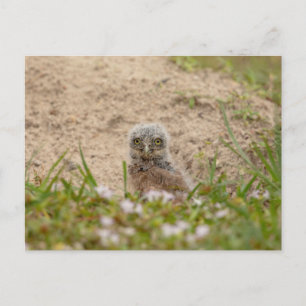 Young Burrowing Owl in Florida Briefkaart