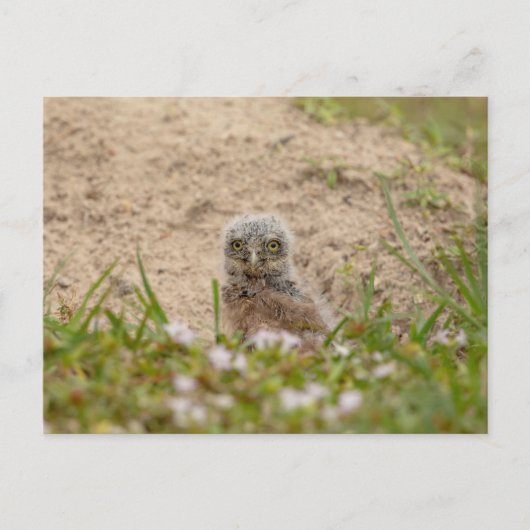 Young Burrowing Owl in Florida Briefkaart (Voorkant)