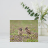Young Burrowing Owls in Florida Briefkaart (Staand voorkant)