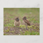 Young Burrowing Owls in Florida Briefkaart (Voorkant)