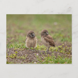 Young Burrowing Owls in Florida Briefkaart