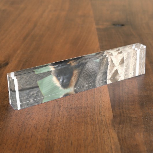 Young Capuchin Monkey Naambordje (Zijkant)