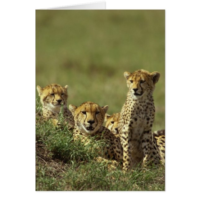 Young Cheetah Group (Voorkant)