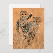 Young Cheetahs (gemeente) Running Briefkaart (Voorkant / Achterkant)