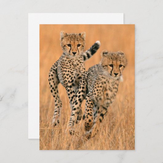 Young Cheetahs (gemeente) Running Briefkaart (Voorkant / Achterkant)