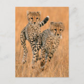 Young Cheetahs (gemeente) Running Briefkaart (Voorkant)