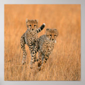 Young Cheetahs (gemeente) Running Poster (Voorkant)