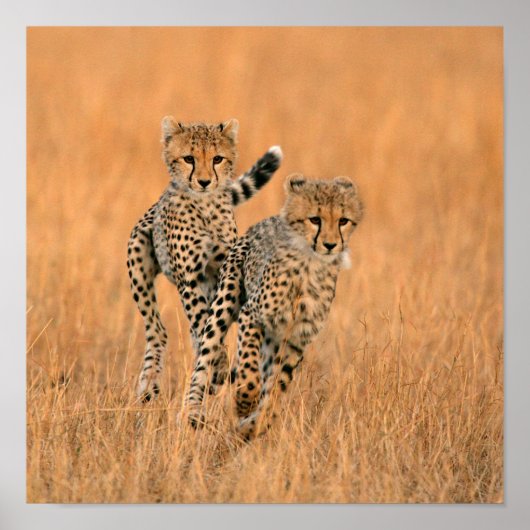Young Cheetahs (gemeente) Running Poster (Voorkant)