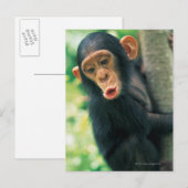 Young Chimpansee (Pan troglodytes) Briefkaart (Voorkant / Achterkant)