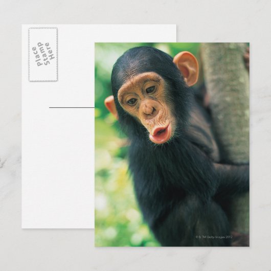 Young Chimpansee (Pan troglodytes) Briefkaart (Voorkant / Achterkant)