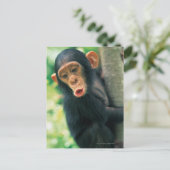 Young Chimpansee (Pan troglodytes) Briefkaart (Staand voorkant)