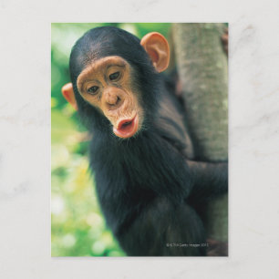 Young Chimpansee (Pan troglodytes) Briefkaart