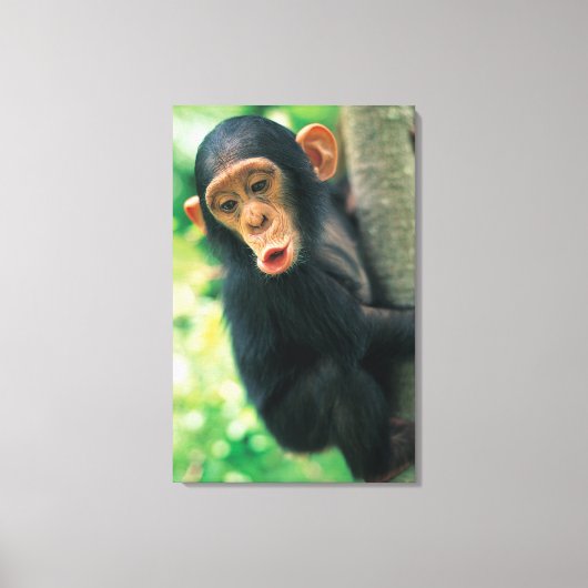 Young Chimpansee (Pan troglodytes) Canvas Afdruk (Voorkant)