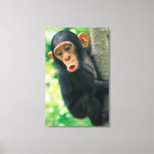 Young Chimpansee (Pan troglodytes) Canvas Afdruk