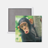 Young Chimpansee (Pan troglodytes) Magneet (Voorkant / Achterkant)