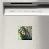 Young Chimpansee (Pan troglodytes) Magneet (Insitu (Vaatwasser))