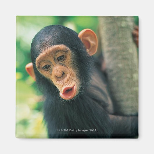 Young Chimpansee (Pan troglodytes) Magneet (Voorkant)