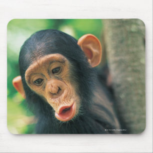 Young Chimpansee (Pan troglodytes) Muismat