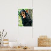 Young Chimpansee (Pan troglodytes) Poster (Keuken)