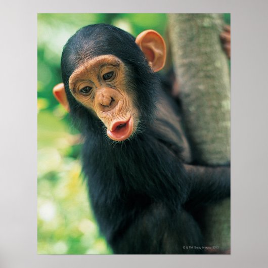 Young Chimpansee (Pan troglodytes) Poster (Voorkant)