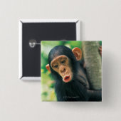 Young Chimpansee (Pan troglodytes) Vierkante Button 5,1 Cm (Voorkant /achterkant)