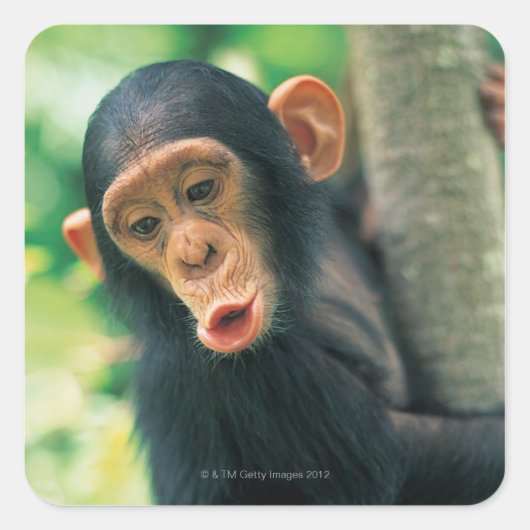 Young Chimpansee (Pan troglodytes) Vierkante Sticker (Voorkant)