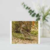Young Coopers Hawk Briefkaart (Staand voorkant)