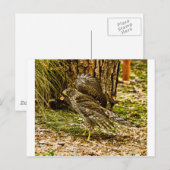 Young Coopers Hawk Briefkaart (Voorkant / Achterkant)