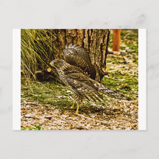 Young Coopers Hawk Briefkaart (Voorkant)