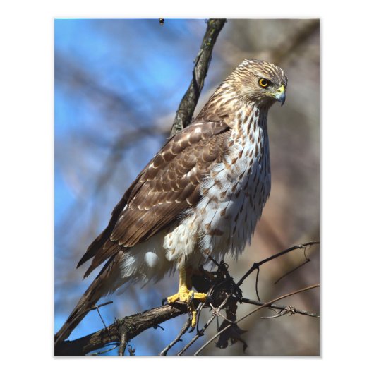 Young Cooper's Hawk Foto Vergroting Foto Afdruk (Voorkant)