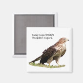 Young Cooper's Hawk Magneet (Voorkant / Achterkant)