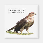Young Cooper's Hawk Magneet (Voorkant)
