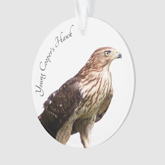Young Cooper's Hawk Ornament (voorkant)