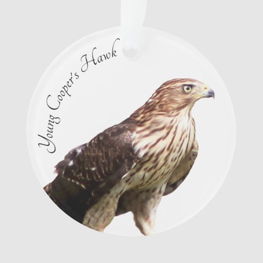 Young Cooper's Hawk Ornament (voorkant)