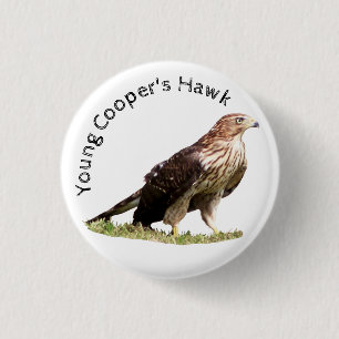 Young Cooper's Hawk Ronde Button 3,2 Cm