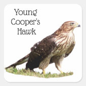 Young Cooper's Hawk Vierkante Sticker (Voorkant)